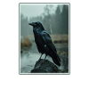 Crows Crow