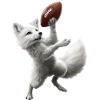 Polarfuchs Fußball