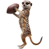 Meerkat Football
