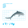 Tigerhai Fact Sheet Datenblatt