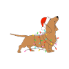 Teckel en mode Noël