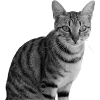 Katze weiß-schwarz Katze schwarzweiß