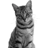 Katze weiß-schwarz Katze schwarzweiß