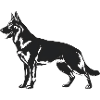 Belgian Malinois Shepherd Dog