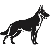 Belgian Malinois Shepherd Dog