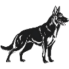 Belgian Malinois Shepherd Dog
