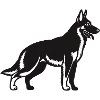 Belgian Malinois Shepherd Dog