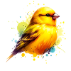 Yellow-bellied girlitz gift