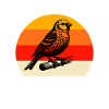 Team Yellow-bellied Girlitz