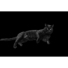Chat noir Chat Chat Noir Chat Cadeau