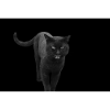 black cat kitten cat