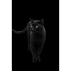 black cat kitten cat