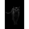 black cat kitten cat