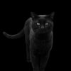 schwarze Katze Katze schwarz Katzen Geschenk