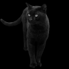 Chat noir Chat Chat Noir Chat Cadeau