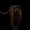 black cat kitten cat