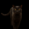 black cat kitten cat