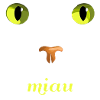miau Katze