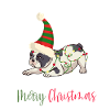 Bouledogue français, Frenchie, Noël
