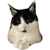 chat chat super mignon