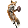 Red Fox Football