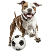 American Pitbull Terrier