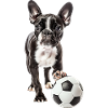 Boston Terrier