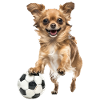 Chihuahua