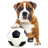 Bulldogge