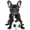 Bouledogue français