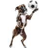 Boxer