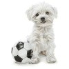 Maltese