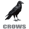 Crows Crow