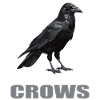 Crows Crow