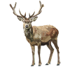 Hirsche Hirsch