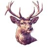 Cerf Cerf