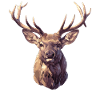 Cerf Cerf