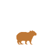 Capybara