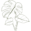 Monstera Plant