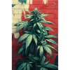 Cannabis Graffiti Green Wall