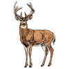 Cervo Cervo