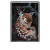 Cerf Cerf
