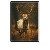 Deer Deer