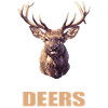 Deer Deer