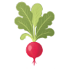 Radieschen