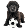 Newfoundland