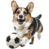 Pembroke Corgi