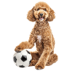 Poodle