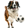 Saint Bernard