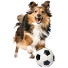 Shetland Sheepdog